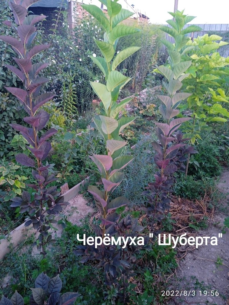 Продам саженцы декоративных деревьев: 3 000 тг. - Сад / огород Алматы ...