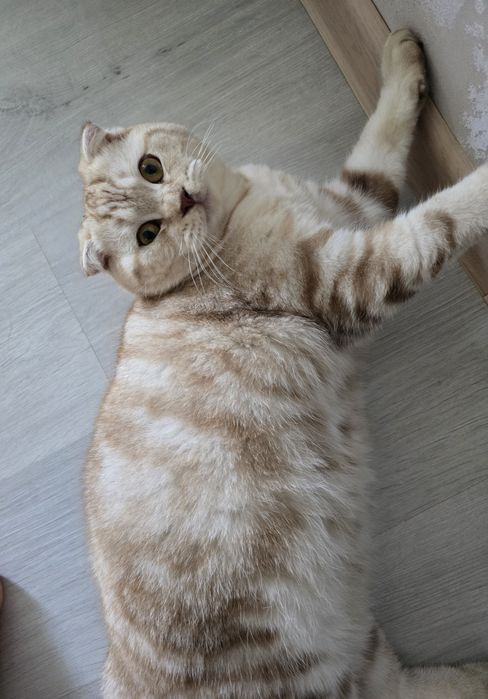 Кот скоттиш фолд