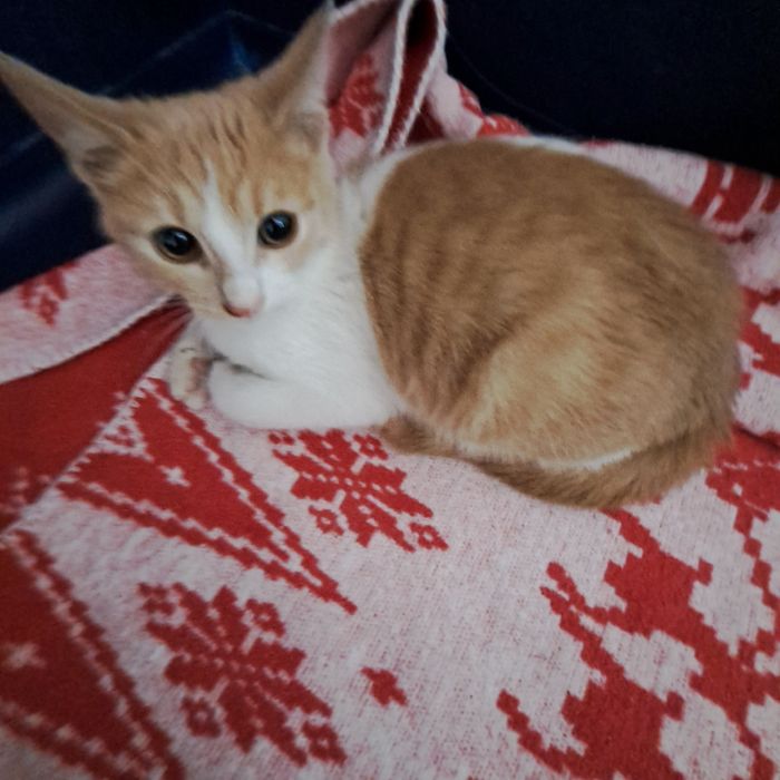 Adoptie pisica pui roscat Spiridon