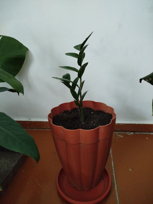 Растения комнатные