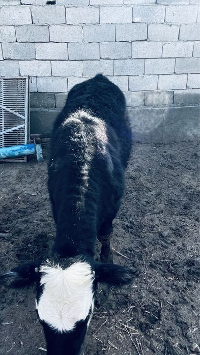 Қашар семіз жемде тұрған