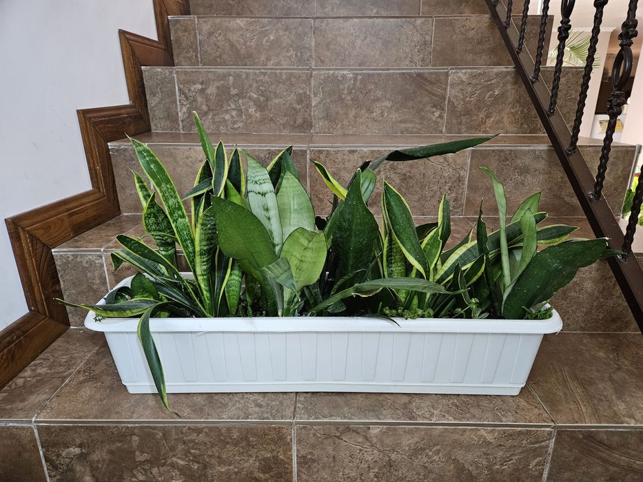 Сансиеверия домашние цветы