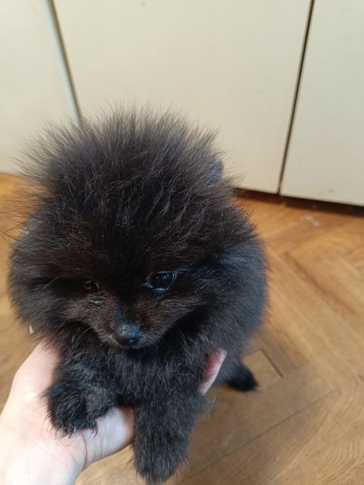 Померан мини момичета и момчета