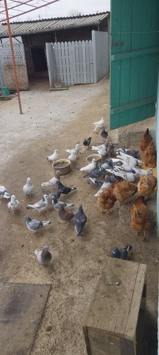 Porumbei de vânzare