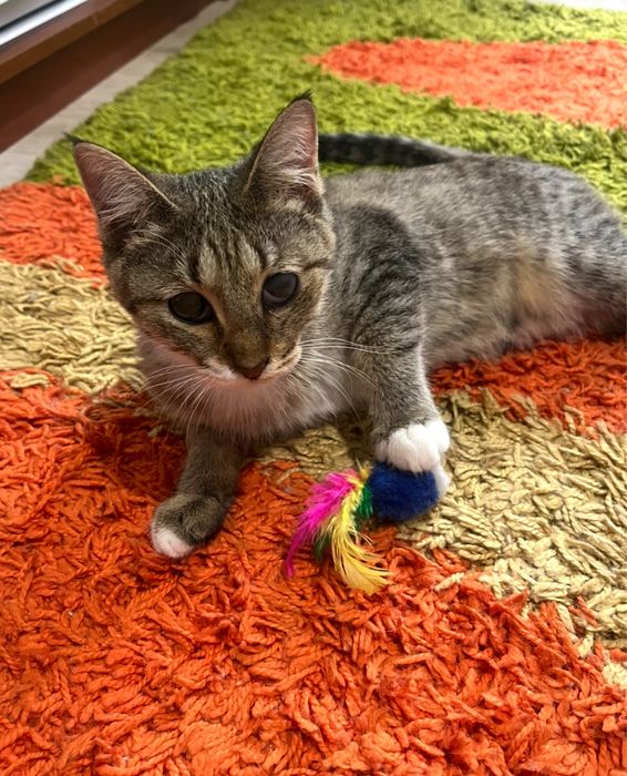 Готовые пушистики ищут дом