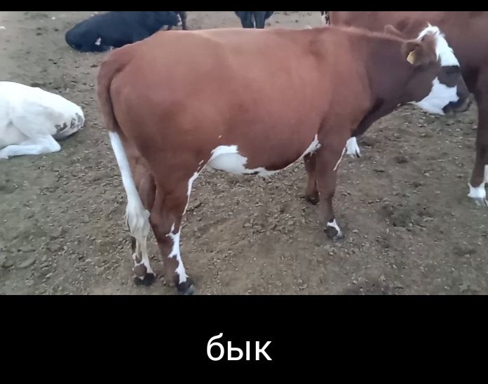 Продам бычков телок