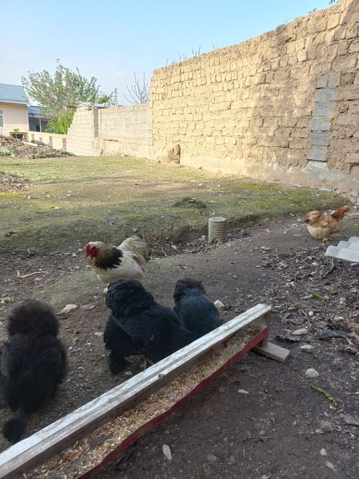 Yaron tuxumi sotiladi