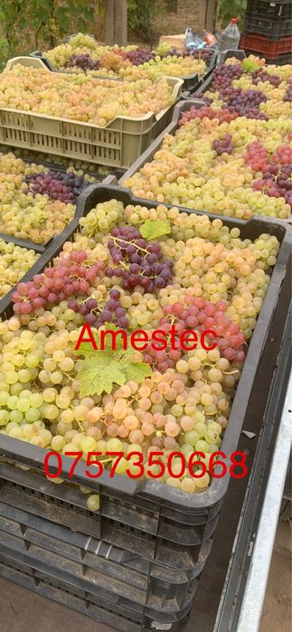 Struguri pentru vin