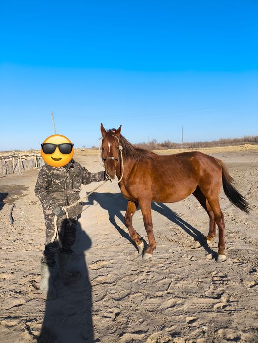 Керемет Айғыр сатылады