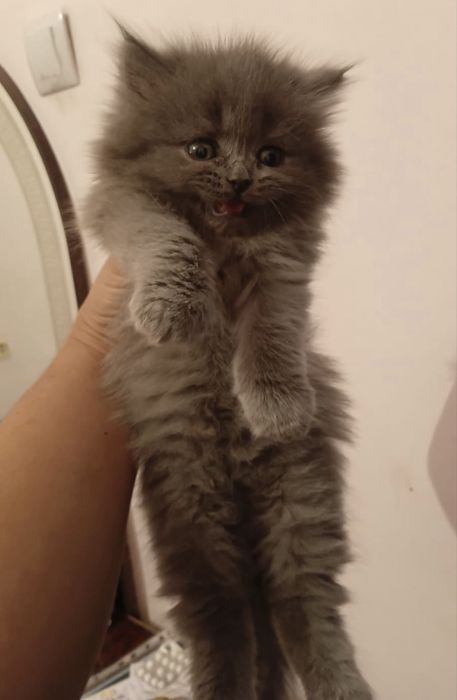 Котята, британец+шотланка микс