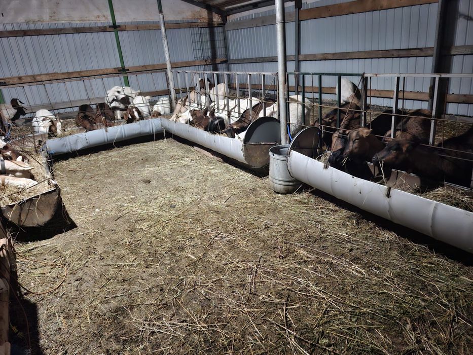 Capre Boer si Alpina franceza de vanzare