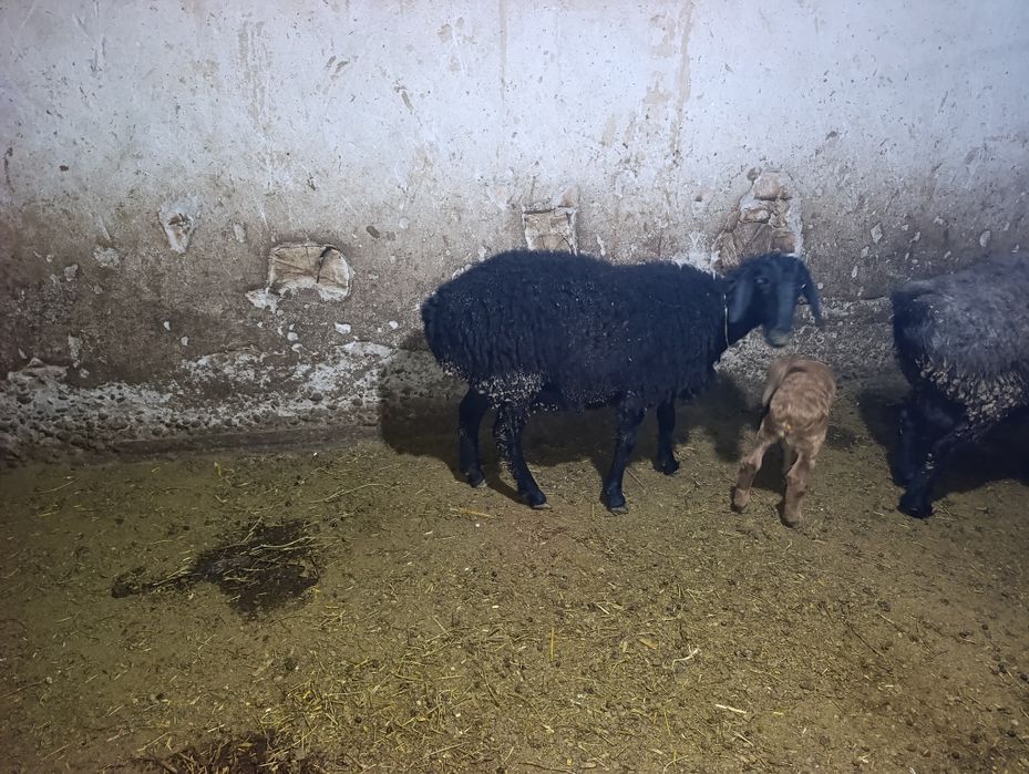 Solu quylar solu quylar