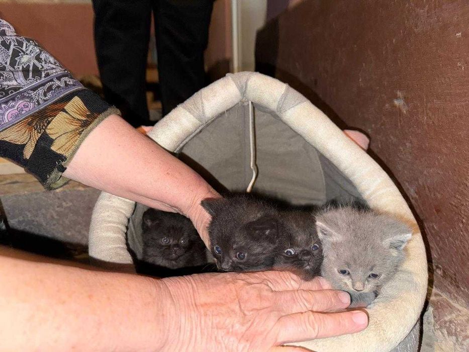 котята полу британские