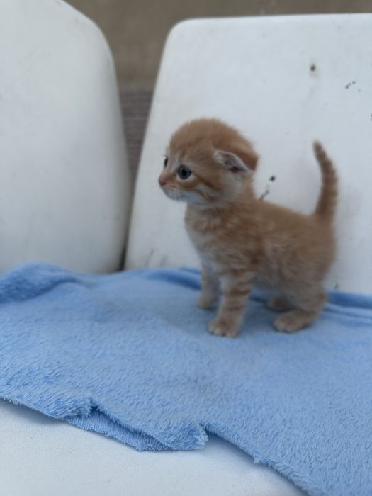 Продам котят веслоухое