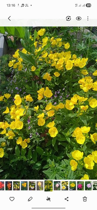 Продам  многолетние  цветы