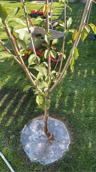 Pomi fructiferi la ghiveci !