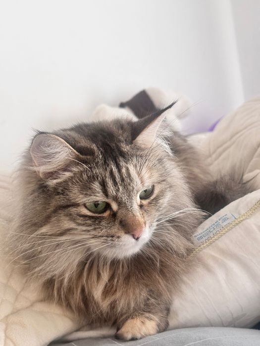 сибирская кошка ищет дом