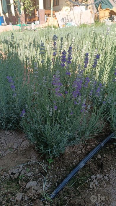 Fransuzkiy lavanda 30000so'm