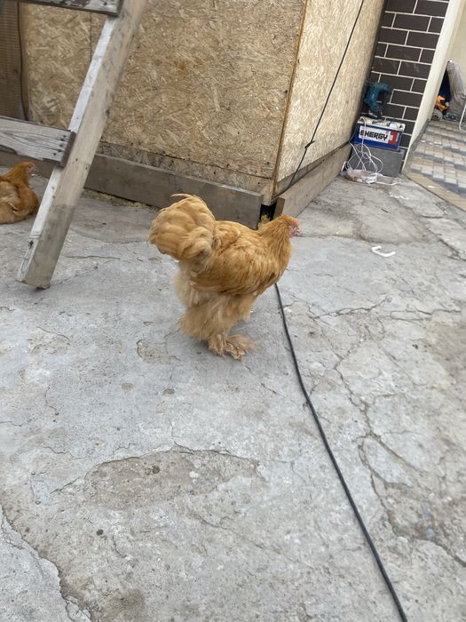 Продам два петушка палевых
