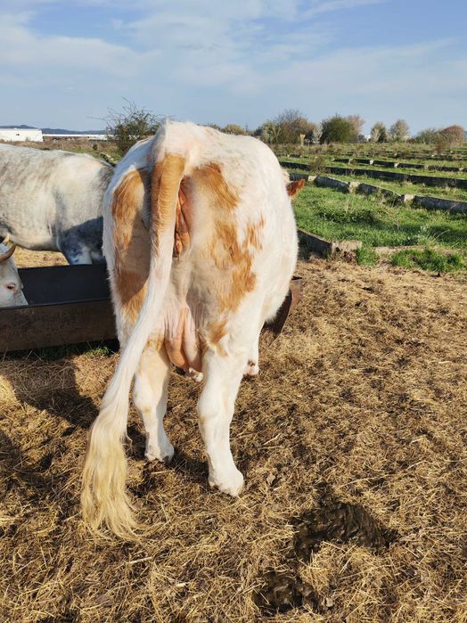 Disponibilă Junincă