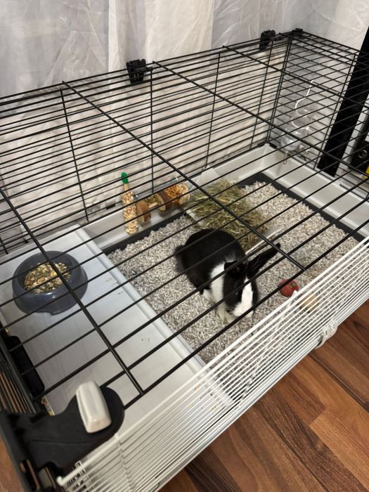 Iepure pitic cu cusca de vanzare