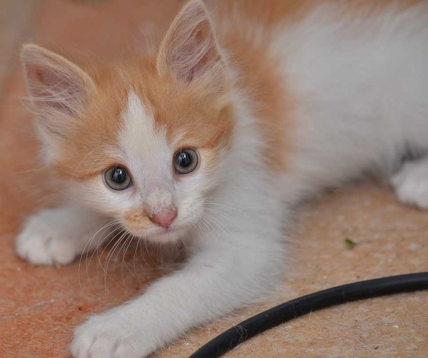 Котята красивые в добрые руки, отдам