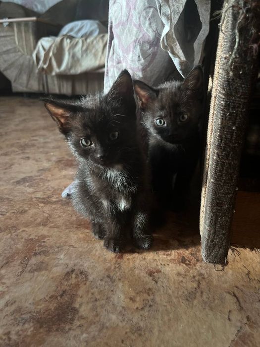 Отдам в ласковые руки, бесплатно