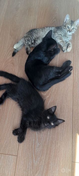 Отдам умных котят!