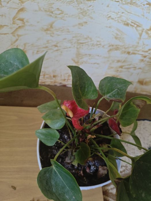 Срочно продам цветы!!