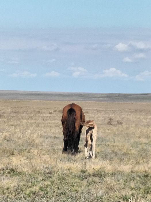 Сауын бие сатылады