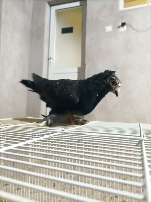 Сатилади кафтар уйинчи