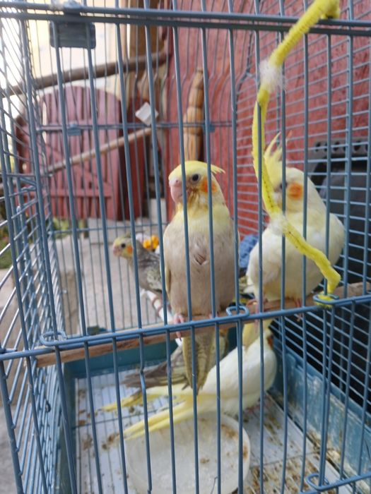 Vând puișori de nimfa de toate vârstele