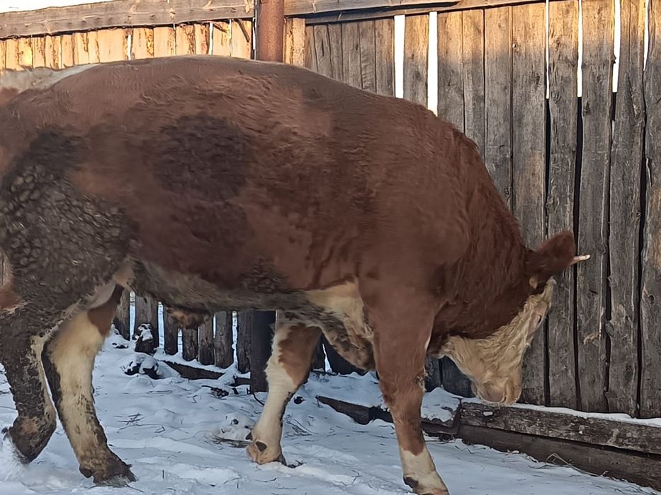 Продается на племя бык