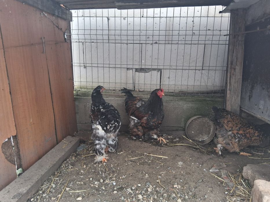 Vând sau schimb cocoși