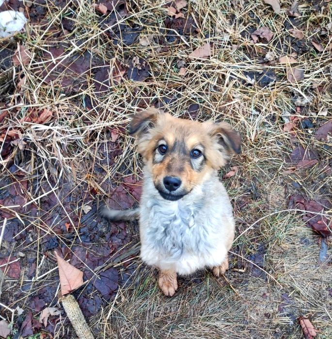 Отдам щенка в добрые руки