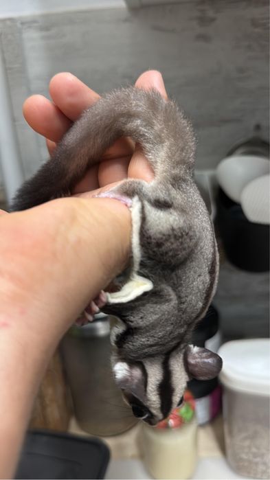 Veverita zburatoare sugar glider