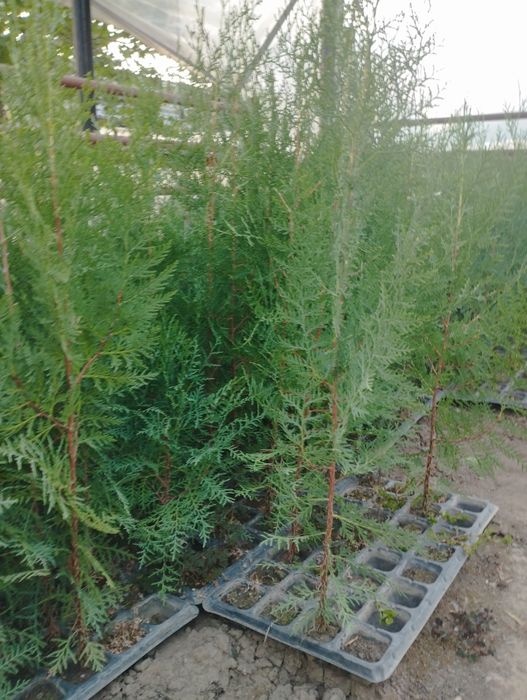 Туя сорт восточная