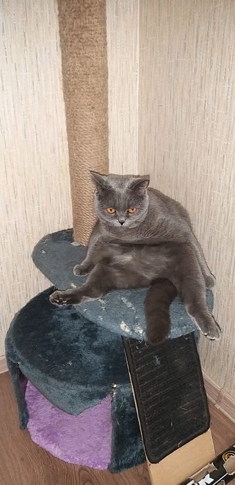 Отдам даром или выкину