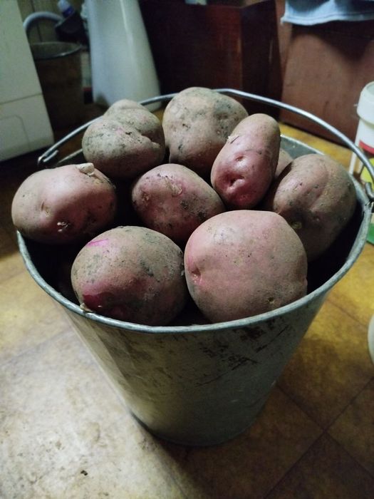 картофель домашний