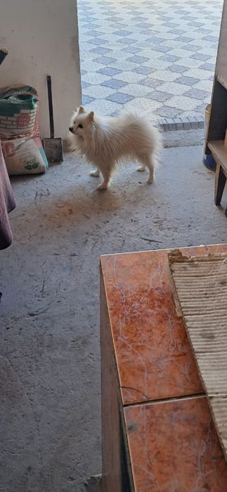 Шпиц таза канды герма