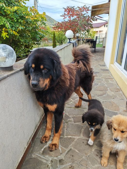 Cioban ceva frumos Tibetan