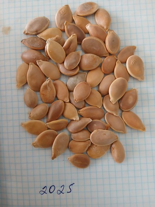 Гантел мускат салла gantel muskat salla oshqovoq urugʻlari bor