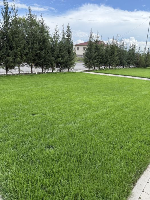 Газон в рулонах Озеленение