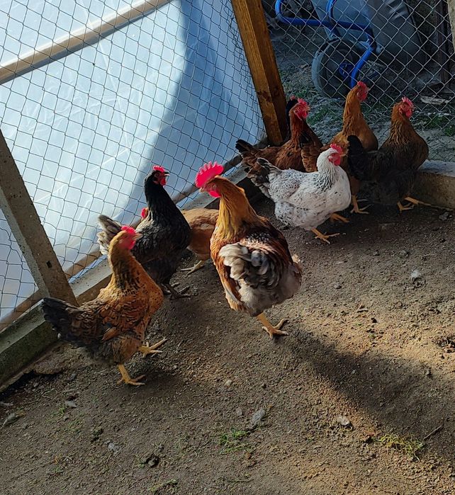 Старозагорска кръстоска