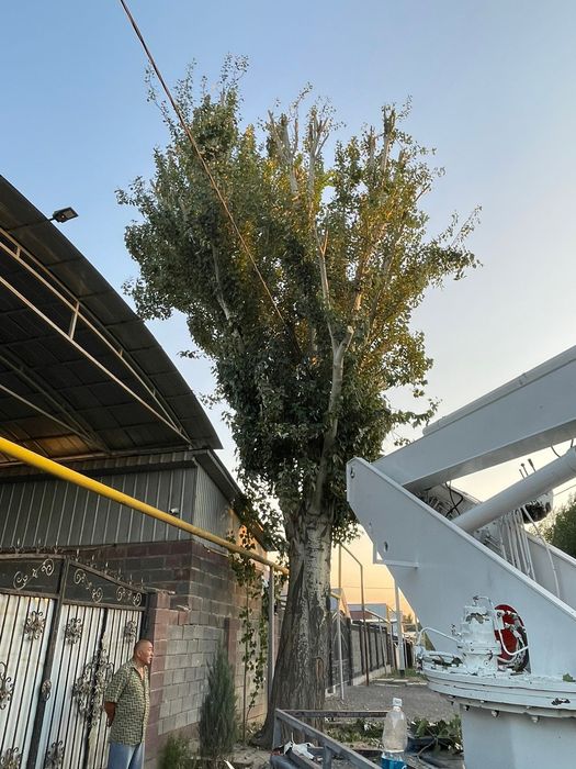 Спил деревьев любой сложности!