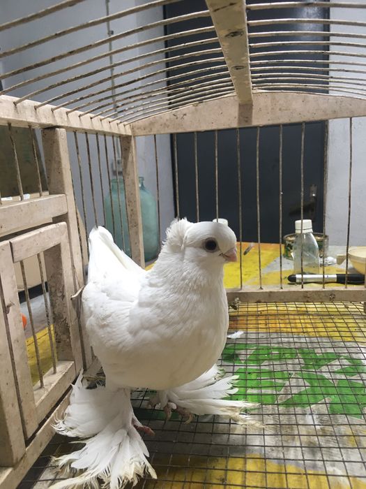 Белая самка молодая