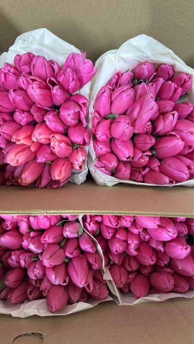 Свежие Тюльпаны оптом