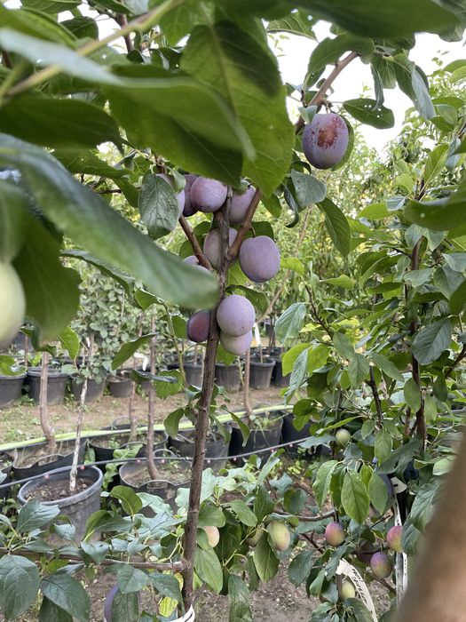 Pomi fructiferi la ghiveci ! Pe rod!