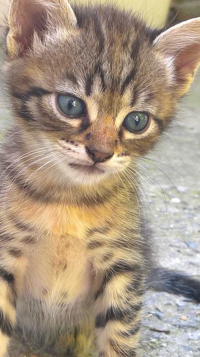 Мъничко тигърче търси своят добър стопанин !