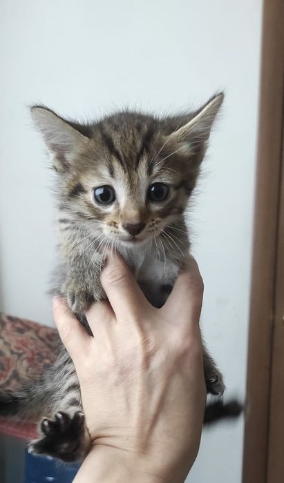 Котята в хорошие руки